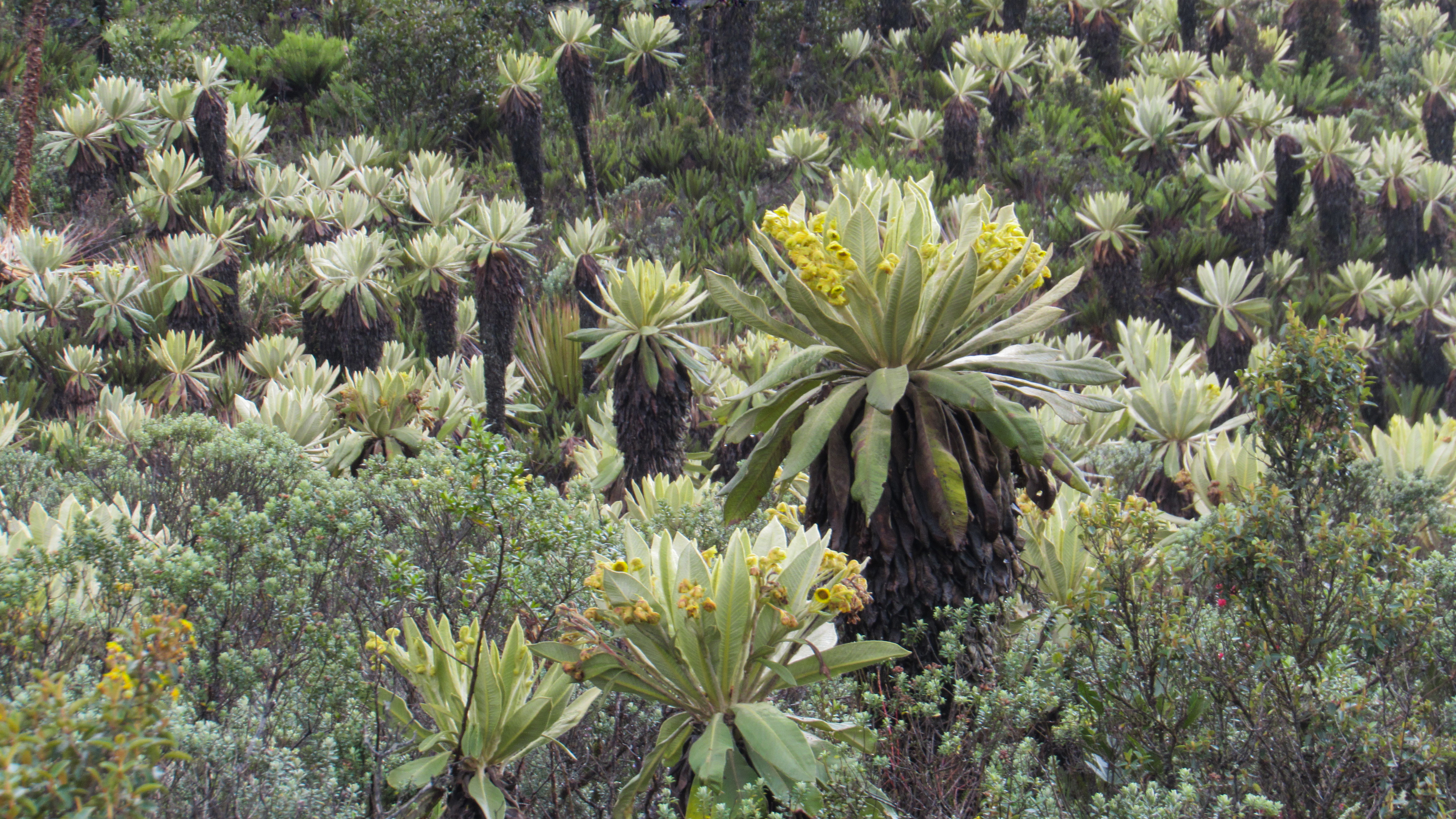 Bordoncillo2 Bordoncillo2
