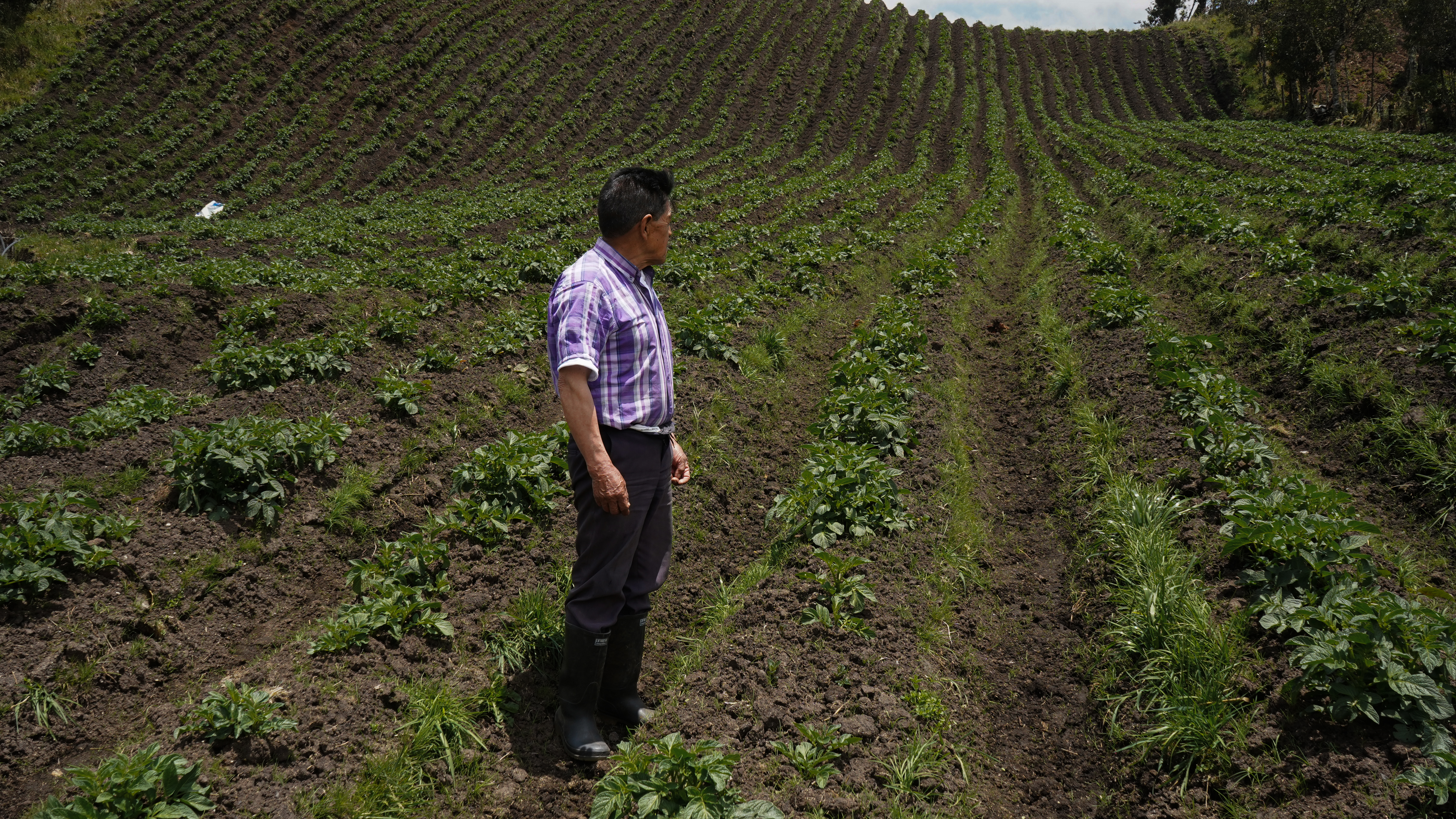 Segundo criollo 2 Segundo criollo 2