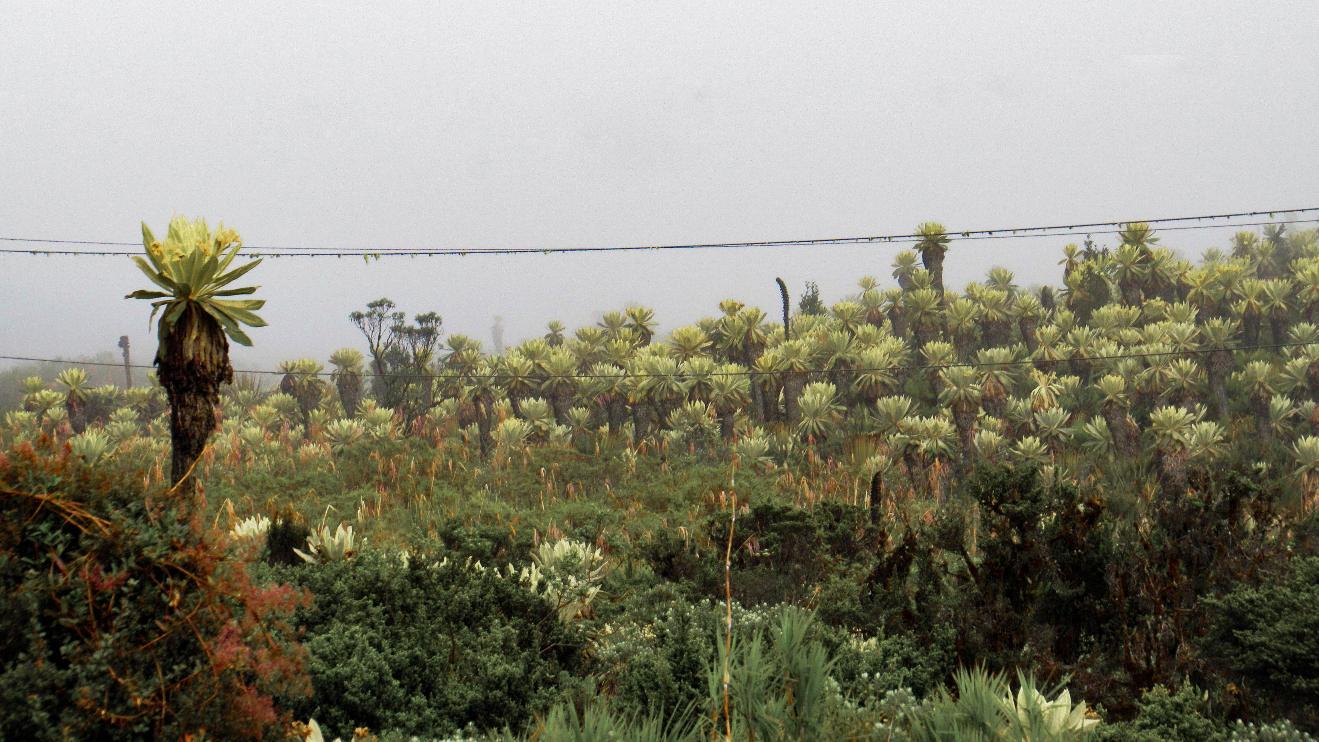 Bordoncillo1 Bordoncillo1