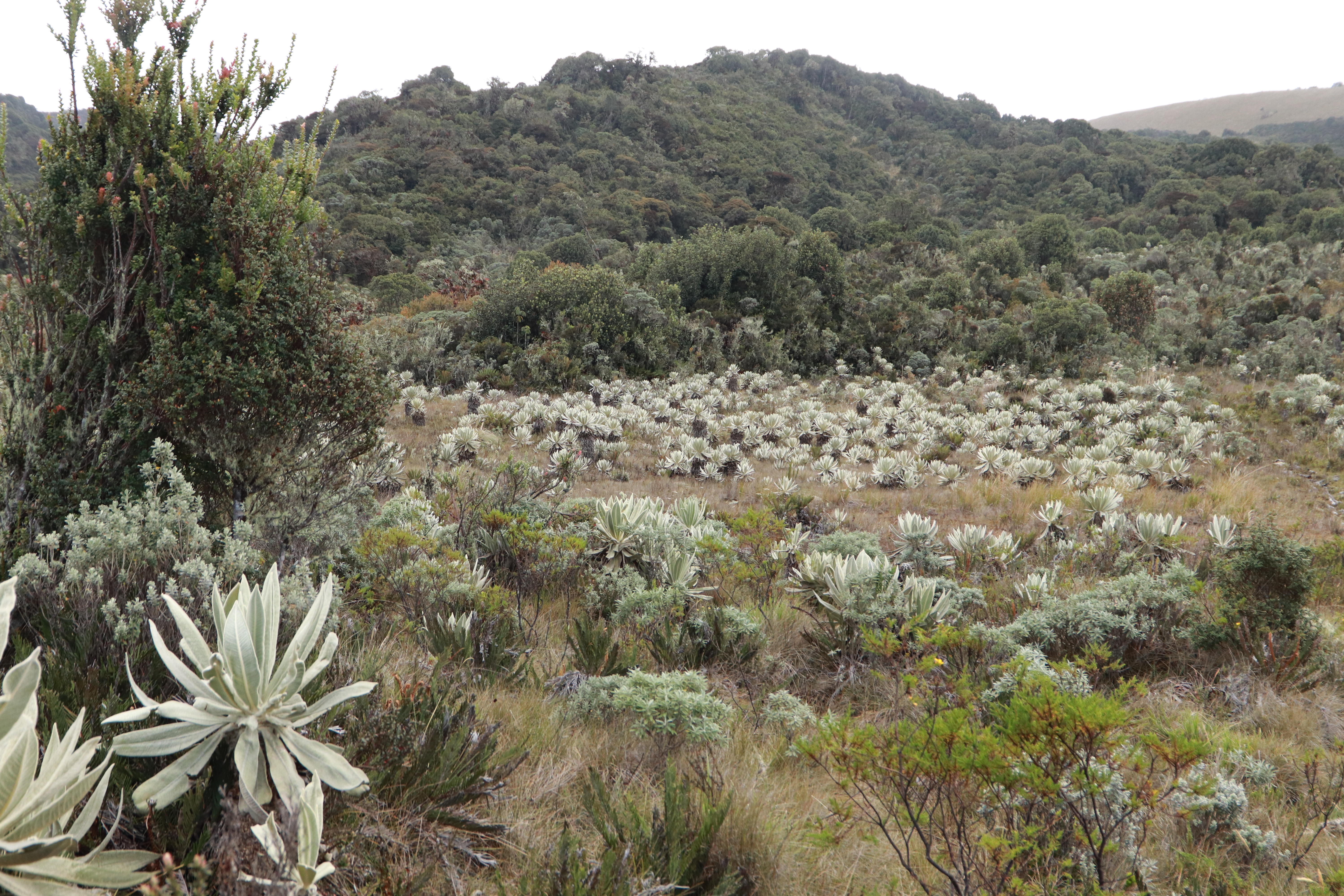 Vereda piedras Vereda piedras